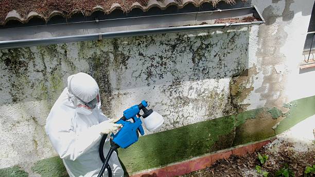 Trusted Mold Inspection service in Alden, MI - Cheap Mold Removal